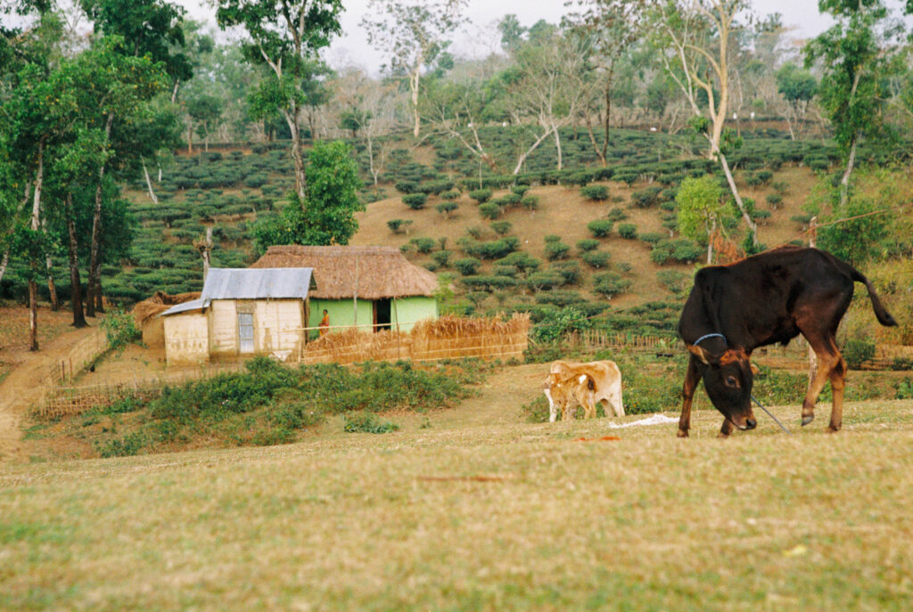 Te-hage i Sylhet I Bangladesh